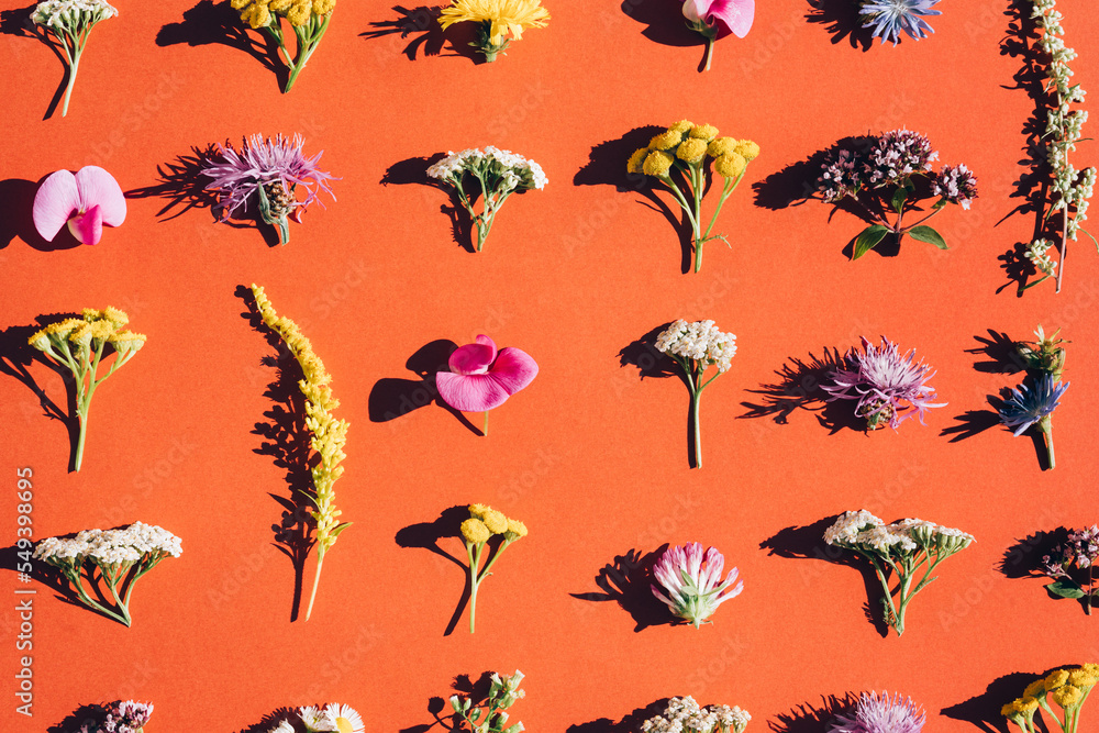 Modern summer background - flower flat lay geometric composition with variety of wild flowers and shadows. Trendy floral pattern made of field flowers over red brown background Modern summer background - flower flat lay geometric composition with variety of wild flowers and shadows. Trendy floral pattern made of field flowers over red brown background