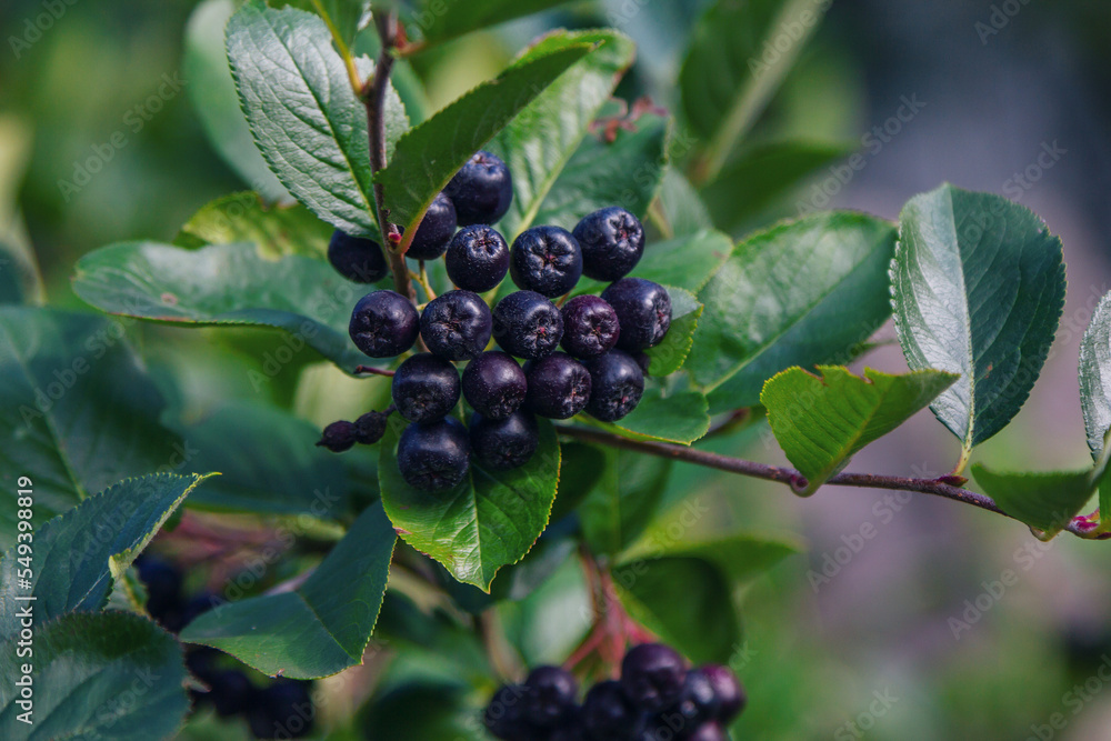 Branch with ripe berries of Aronia melanocarpa, called the black chokeberry bush, growing in the garden