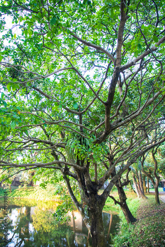 Natural Green Tree in the Park