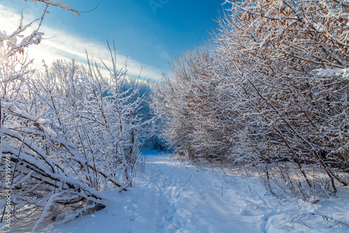 Snowy trees in a winter atmosphere after snowfall. A path among trees in a snow-covered forest. Winter snow branches of trees, walk path, footprints on the snow.