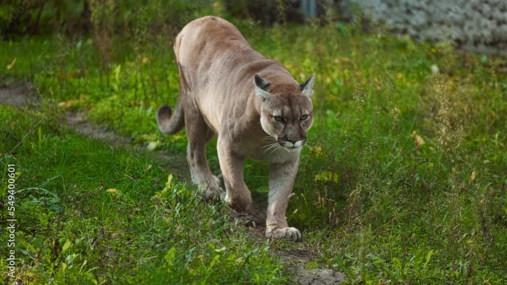 Beautiful Canadian Puma in forest. American cougar - mountain lion. Wild cat walks in the forest, scene in the woods. Wildlife America. Slow motion video Beautiful Canadian Puma in forest. American cougar - mountain lion. Wild cat walks in the forest, scene in the woods. Wildlife America. Slow motion video