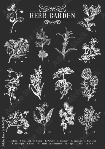 Fototapeta Naklejka Na Ścianę i Meble -  Herb Garden, vector sketch set, botanical drawings