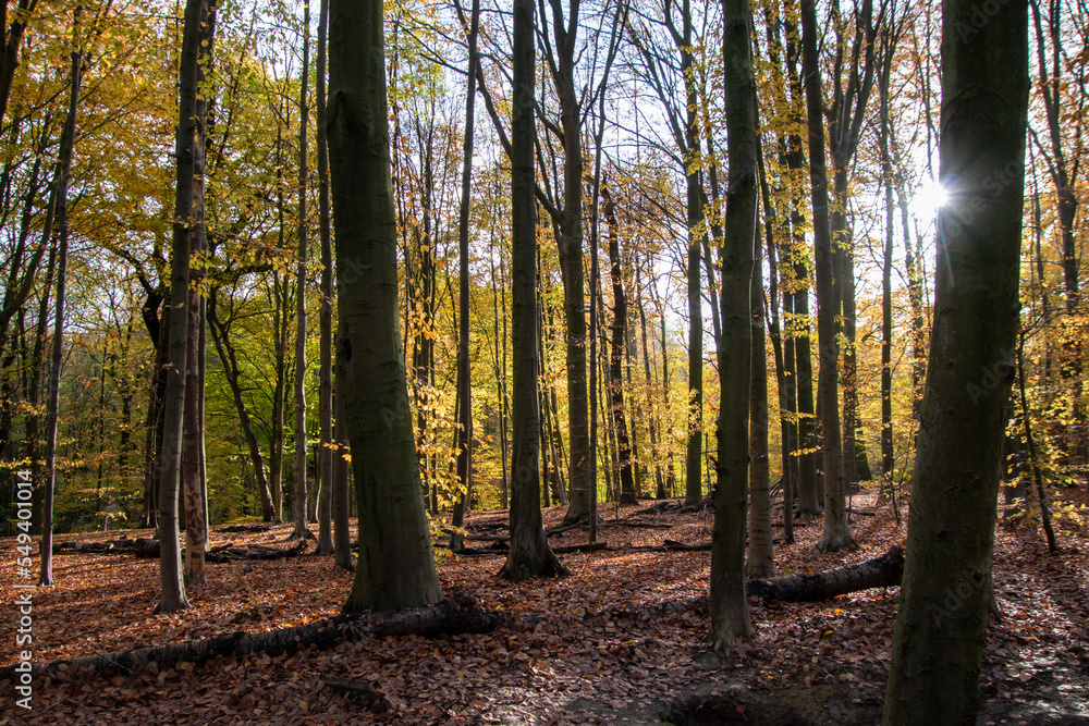 Bois de la Cambre in Brussels during autumn Bois de la Cambre in Brussels during autumn