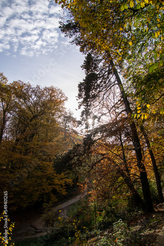 Fototapeta Naklejka Na Ścianę i Meble -  Bois de la Cambre in Brussels during autumn