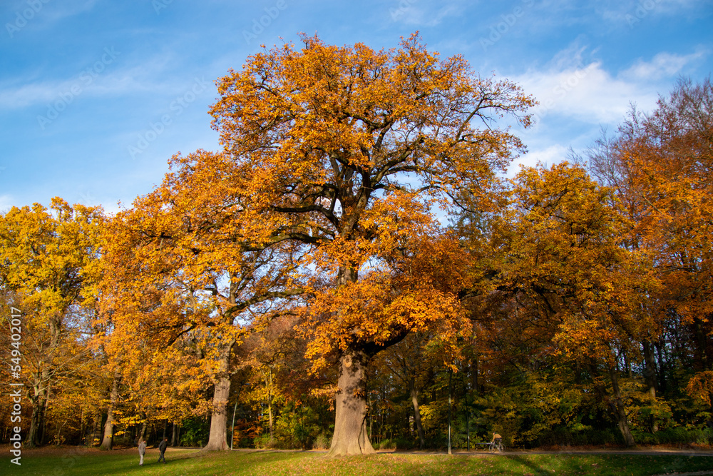 Naklejka premium Bois de la Cambre in Brussels during autumn