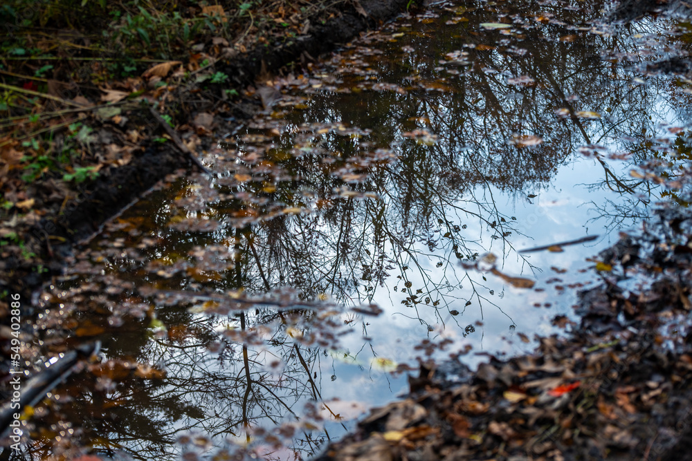 Sky and branches reflected in a puddle. Sky and branches reflected in a puddle.