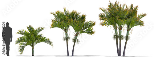 palmtree umbrella palm mountain palm plant high quality cutout plant, for arch viz 