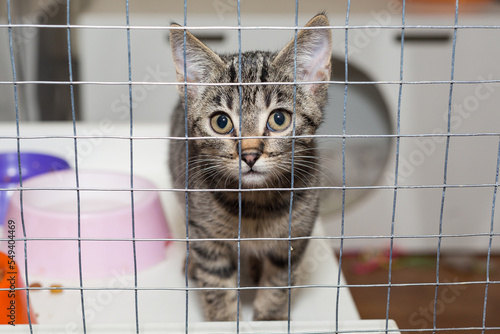 Little kitten in a shelter cage