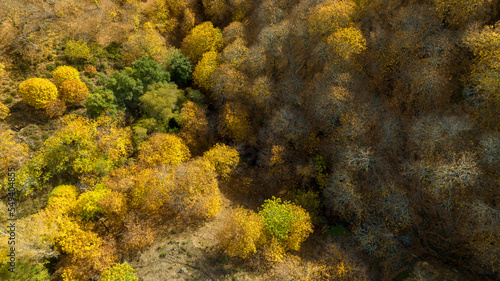 vista del frondoso bosque del cobre en el valle del Genal, Andalucía