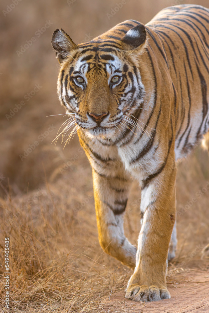 Naklejka premium Royal Bengal Tigeress aka Dotty from tiger temple of India - Banghavgarh National Park