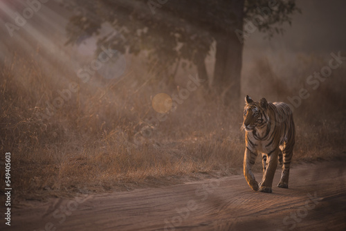 Canvas Print Royal Bengal Tigeress aka Dotty from tiger temple of India - Banghavgarh Nationa