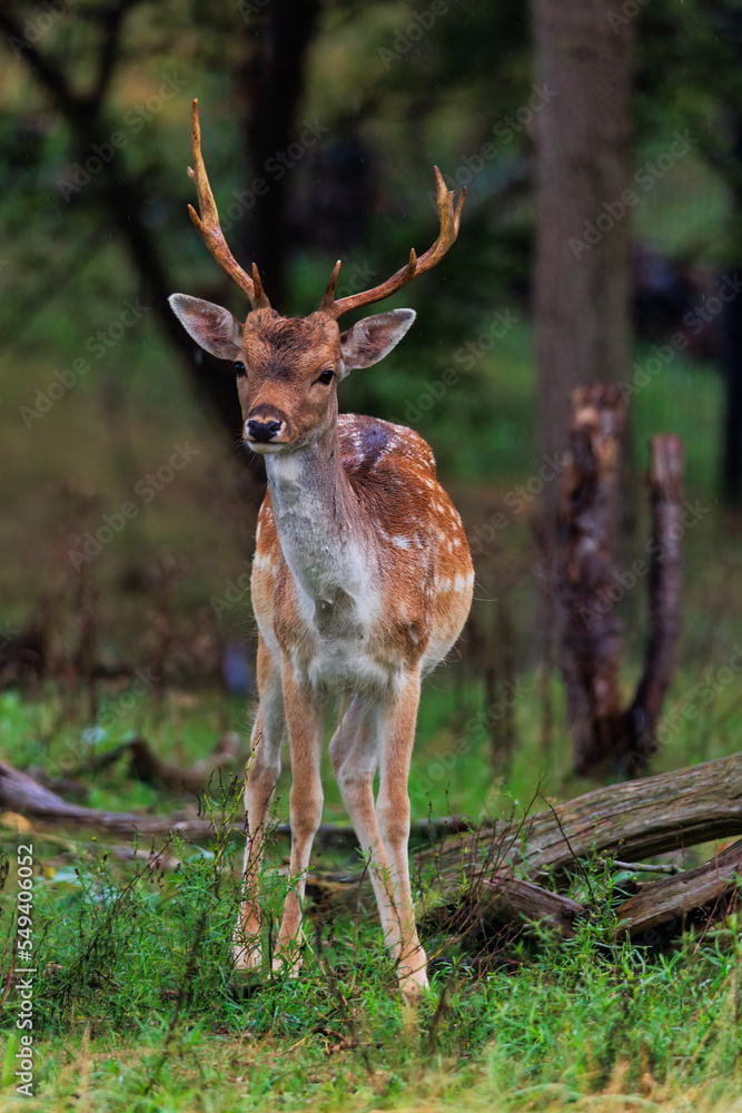 young deer in the woods