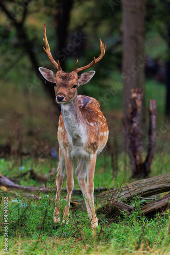 Fototapeta Naklejka Na Ścianę i Meble -  young deer in the woods
