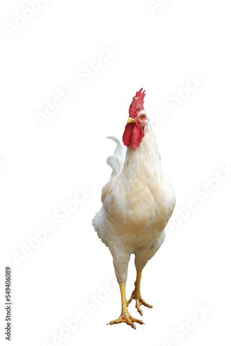 rooster png