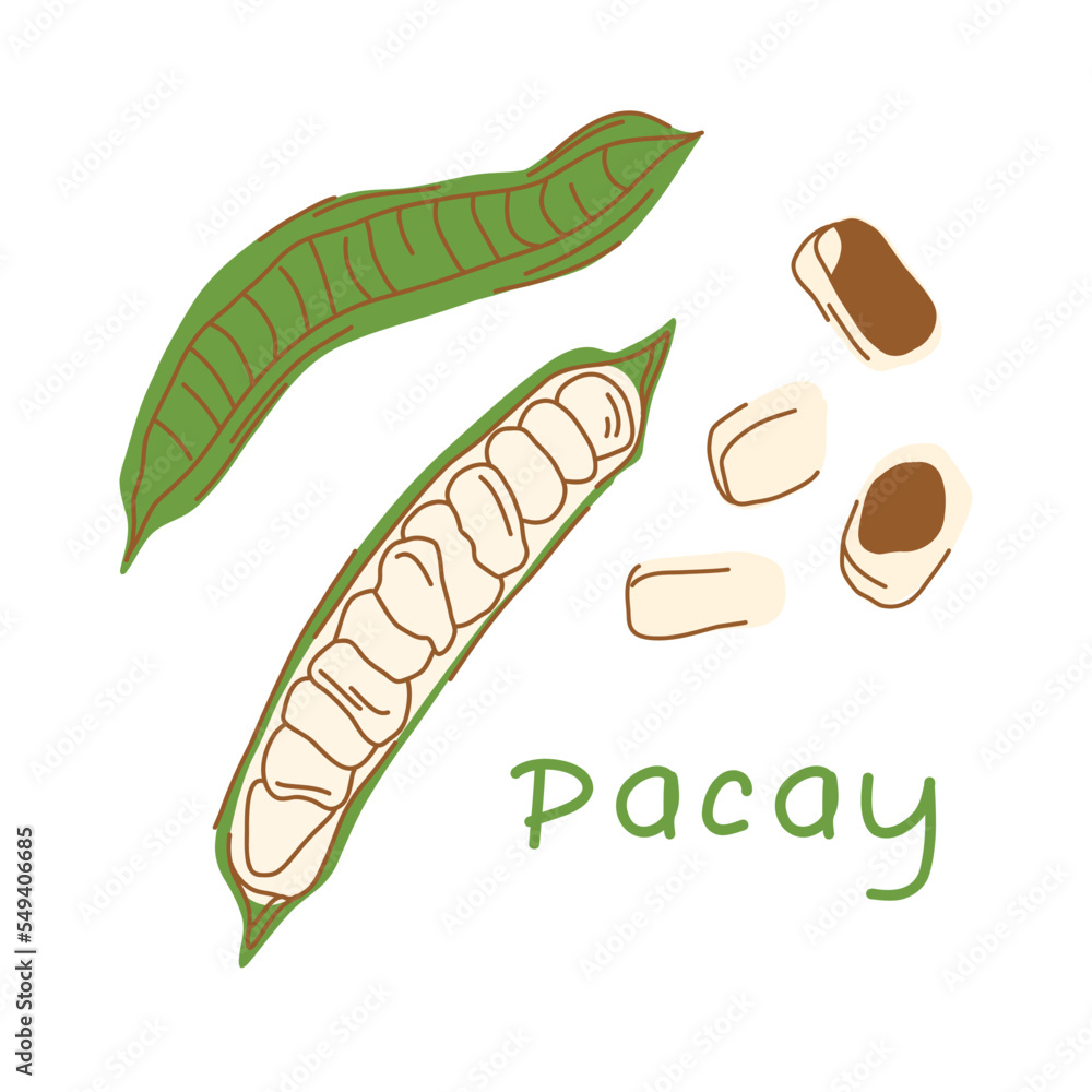 Ice cream bean tree illustration isolated on white background in flat style. Pacay with seeds. Ice cream bean tree illustration isolated on white background in flat style. Pacay with seeds.