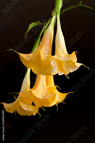 Yellow flowers of angel's trumpets Brugmansia