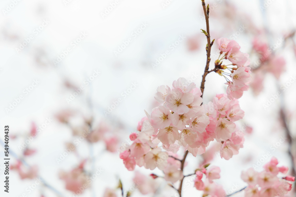 宮島サービスエリアの桜