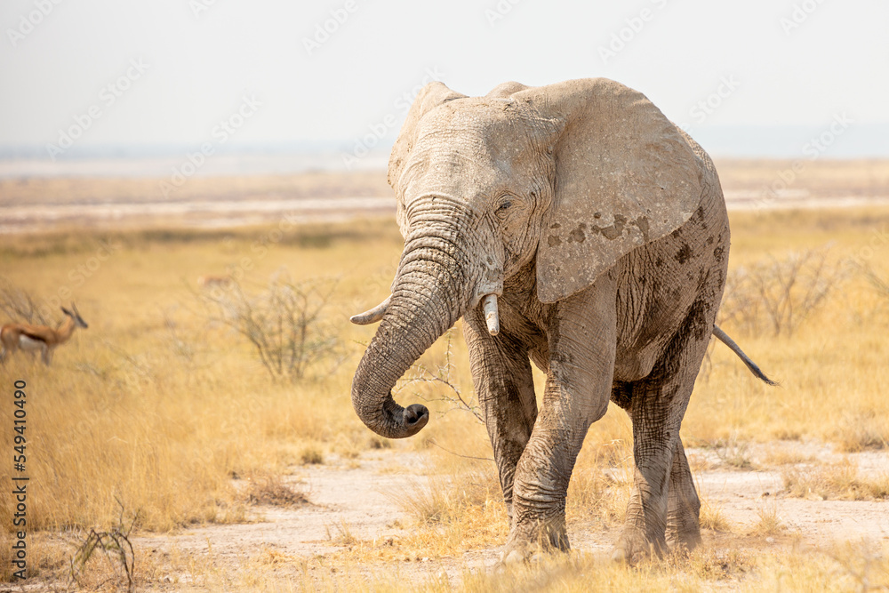 Fototapeta premium An elephant walks in the Etosha National Park, Namibia.