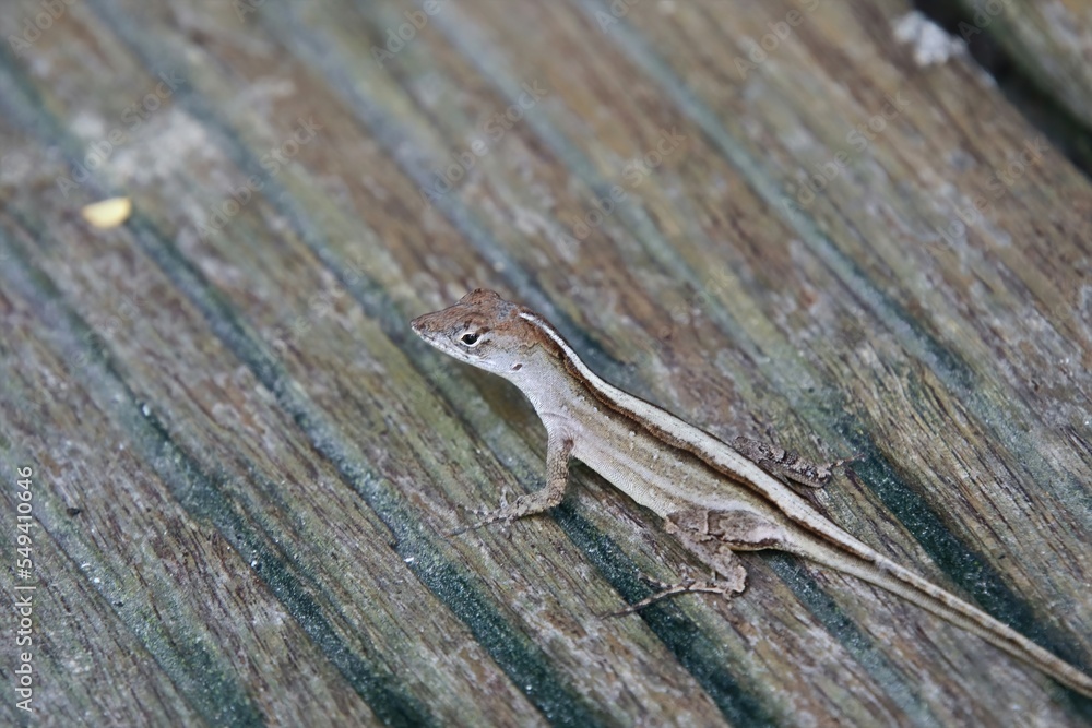 Fototapeta premium Brown Anole in a garden