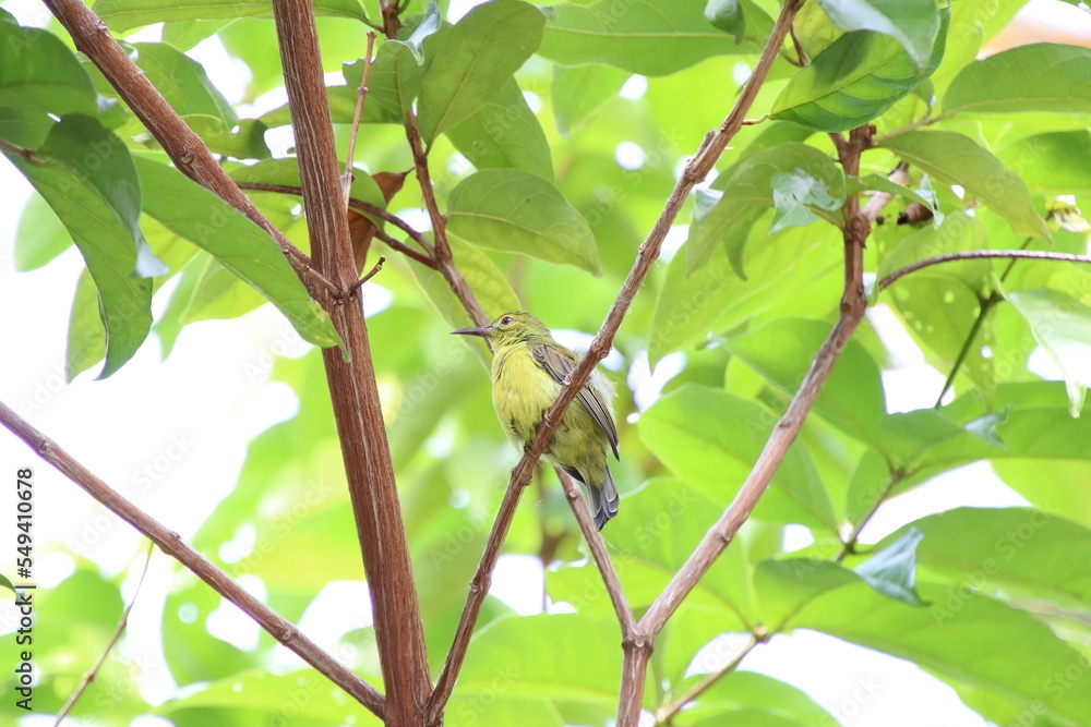 Obraz premium Female Brown Throated Sunbird on the tree tops