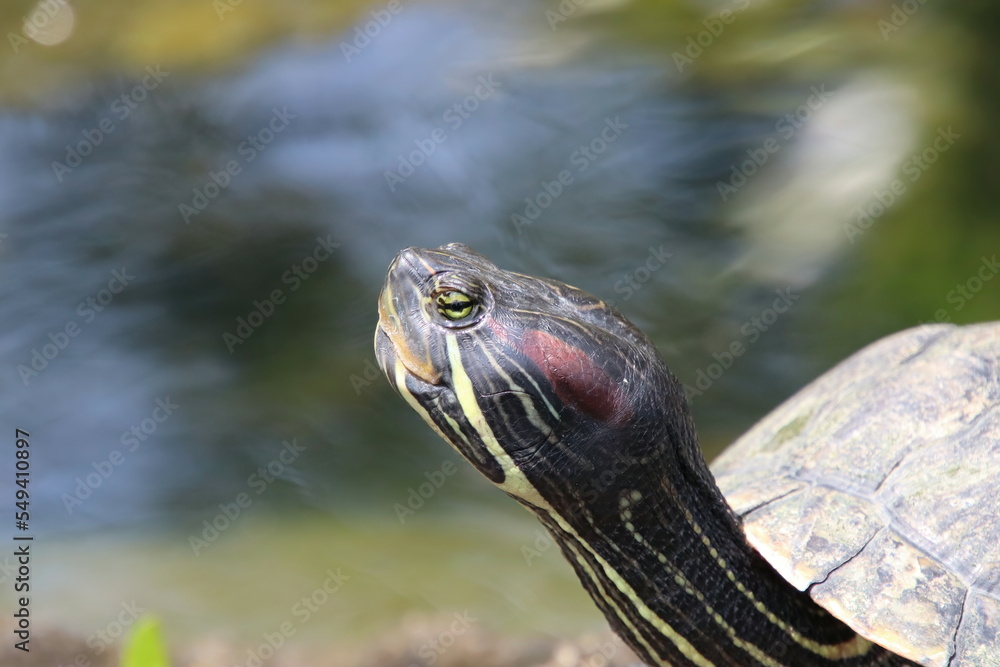 Red eared Slider turtle terrapin Red eared Slider turtle terrapin
