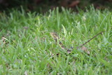 Changeable lizard amongst the grass