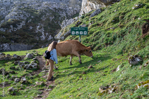 Young woman in spring on top of a mountain surrounded by a beautiful green landscape next to a cow trying to touch it