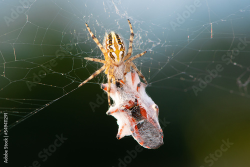 Orb-weaver spider (Aculepeira armida) eating an assassin bug (Rhynocoris sp.) photo