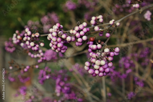 close up of lavender flowers