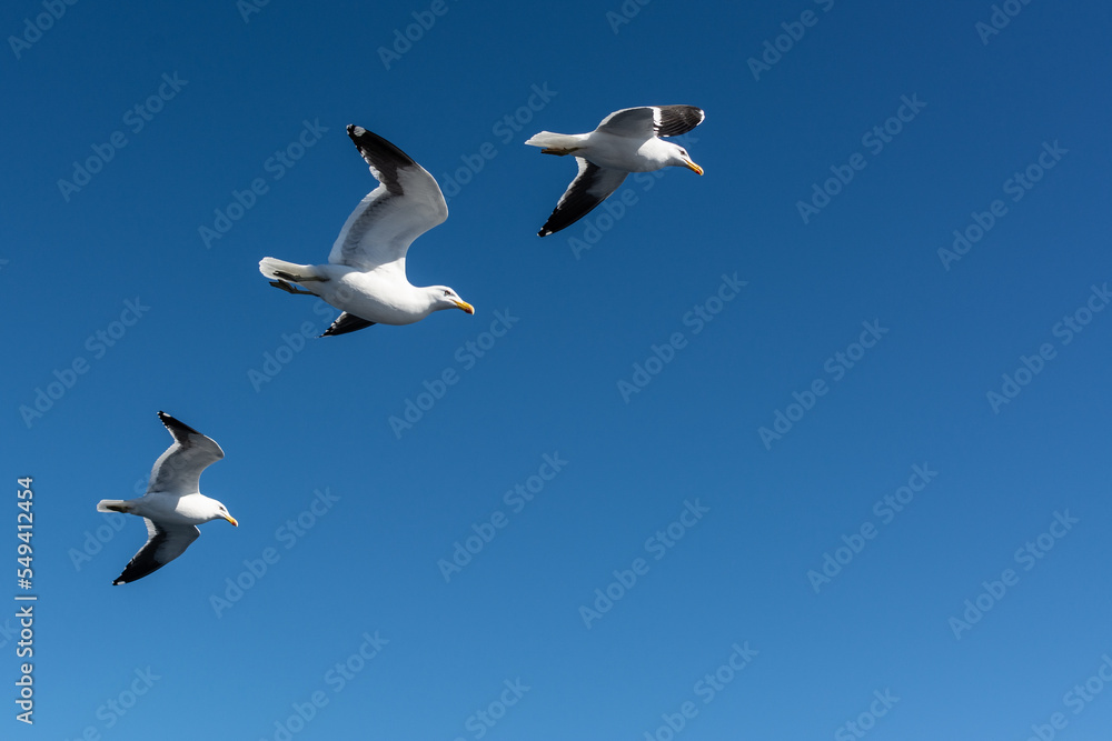 Obraz premium Aves dos lados de Bariloche