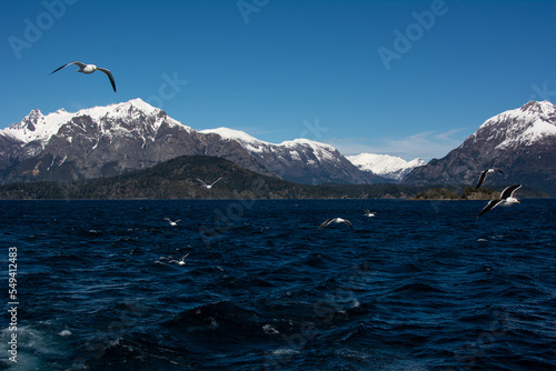Aves dos lados de Bariloche © Caio