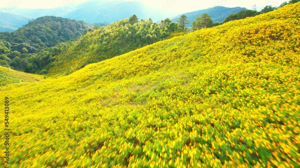 Breathtaking aerial view over a field of yellow flowers on the mountain. Bua Tong flowers field at Doi Mae-U-Kho, Mae Hong Son Province, Thailand. tourism industry. Plants and Flowers concept. 4K
Breathtaking aerial view over a field of yellow flowers on the mountain. Bua Tong flowers field at Doi Mae-U-Kho, Mae Hong Son Province, Thailand. tourism industry. Plants and Flowers concept. 4K