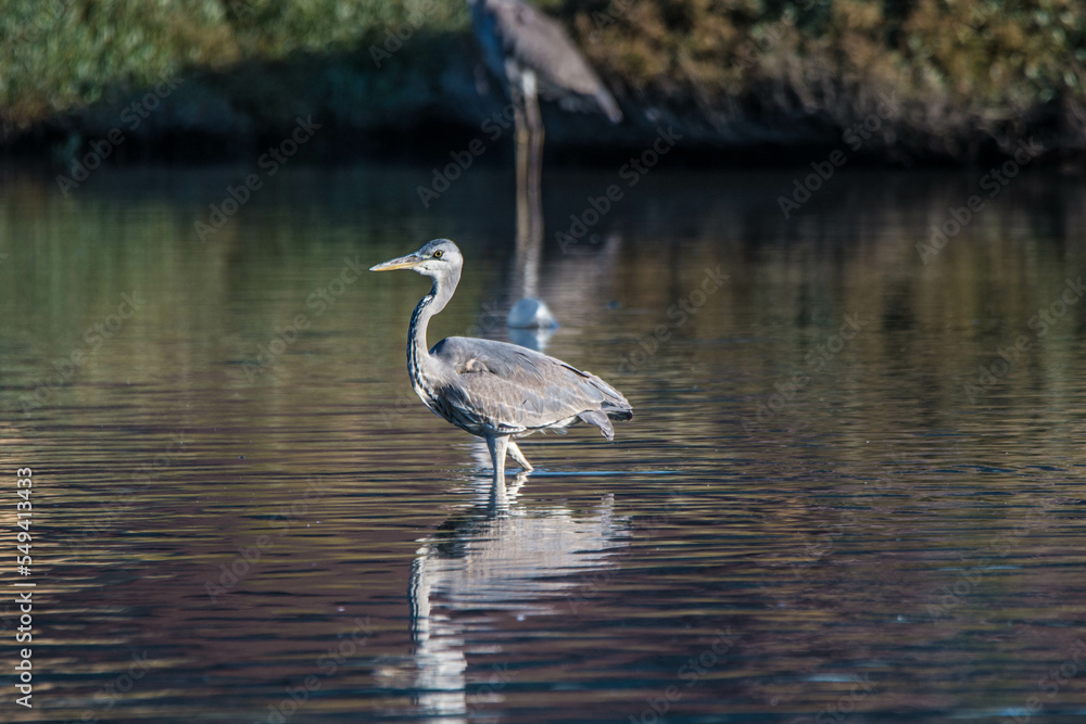 Fototapeta premium gray heron