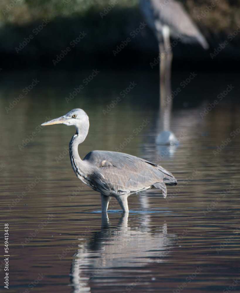 Fototapeta premium gray heron