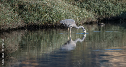 gray heron photo