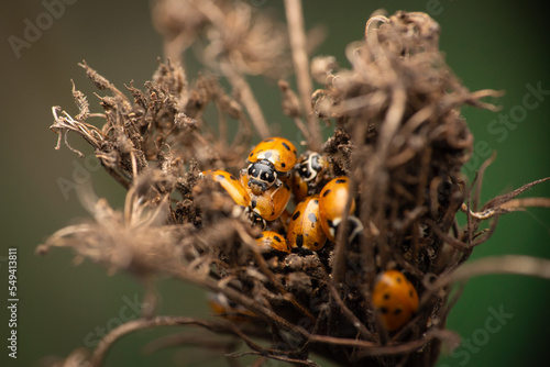 Adonis ladybird (Hippodamia variegata) grouping for reproduction