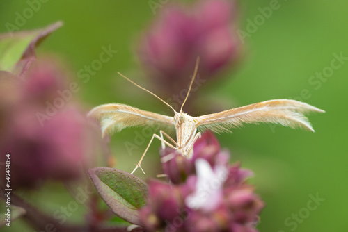Plume moth (Pterophoridae) on a flower photo