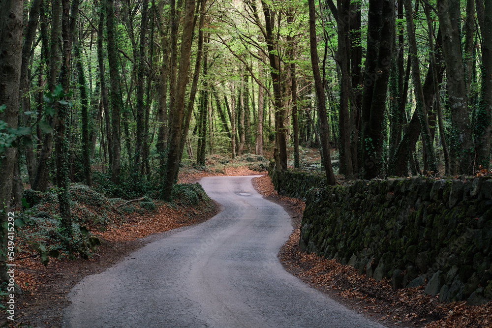 Obraz premium Horizontal photography of a winding path in a beech forest in autumn, footpath in a beech forest in the volcanic area of ​​La Garrotxa in Catalonia, Spain.