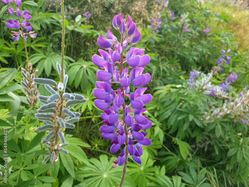 wild perennial lupine also sundial lupine (in german Vielblättrige Lupine also Stauden-Lupine) Lupinus perennis wild perennial lupine also sundial lupine (in german Vielblättrige Lupine also Stauden-Lupine) Lupinus perennis