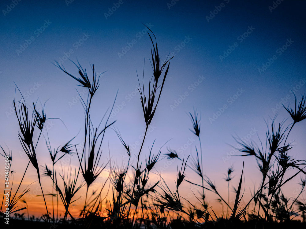 Obraz premium the sun rises on the broad meadow