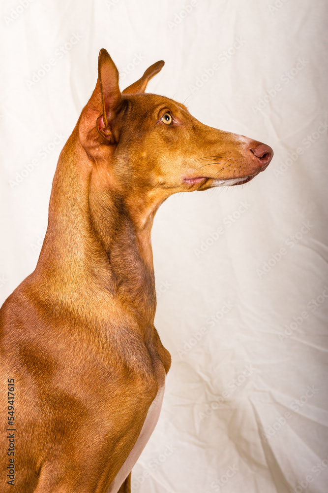 Vertical studio portrait of a female canary hound podenco. Reddish brown color, with white line on the face and yellow eyes. The dog is sitting in profile, looking to the right. Off-white cloth