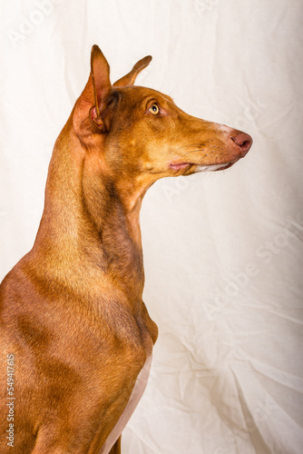 Vertical studio portrait of a female canary hound podenco. Reddish brown color  with white line on the face and yellow eyes. The dog is sitting in profile  looking to the right. Off-white cloth