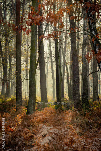 Fototapeta Naklejka Na Ścianę i Meble -  Jesienny mglisty las