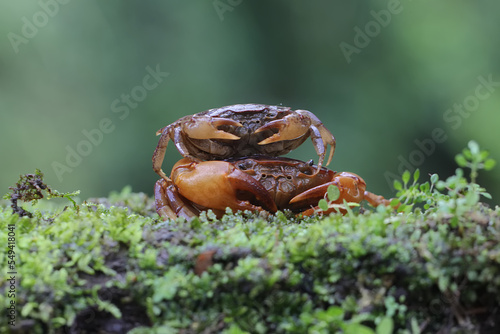 Two field crabs are looking for prey on a moss-covered rock by the river. This animal has the scientific name Parathelphusa convexa. photo