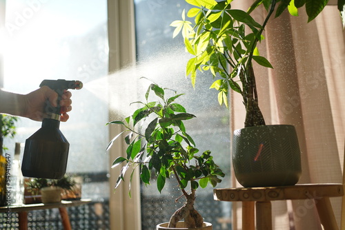 Sprinkling potted plants with a spray bottle in a living room. photo