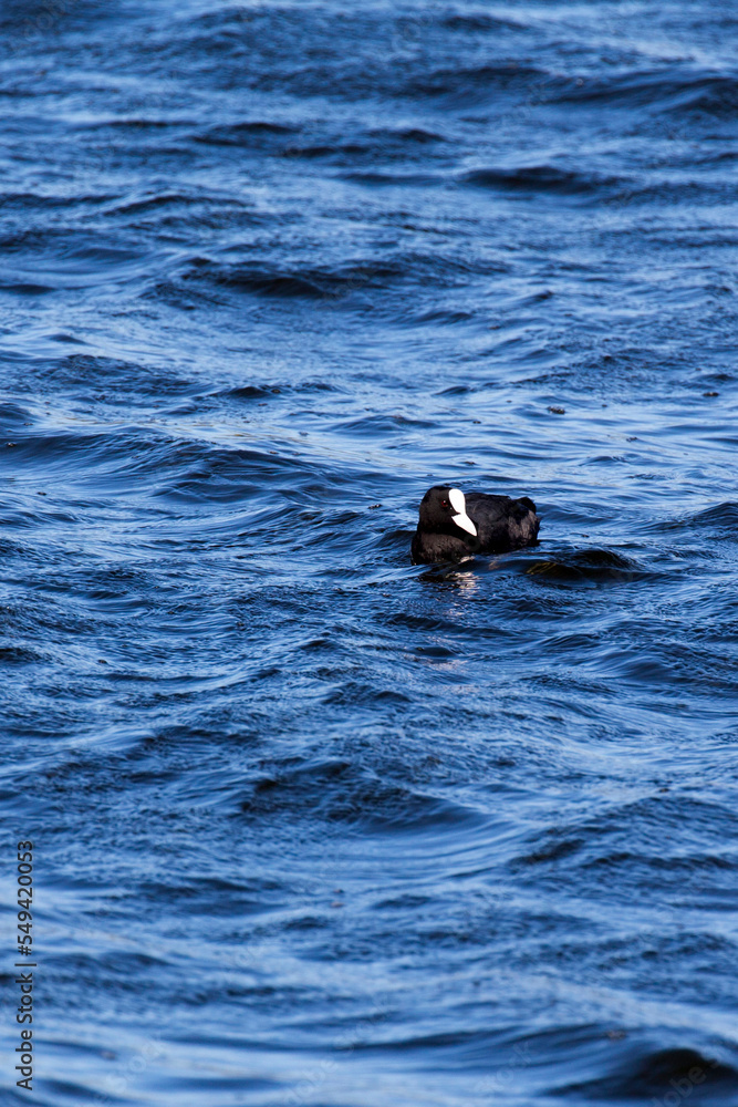 Fototapeta premium View of a Coot bird