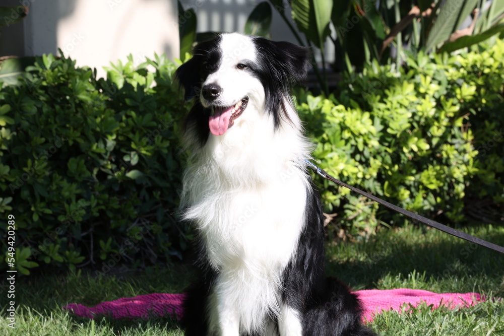 Cute waiting dog in the garden