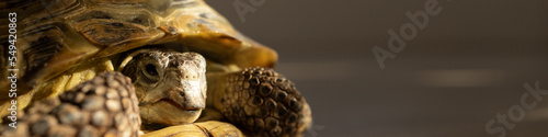 Banner 4:1 land turtle crawls on the floor in the room