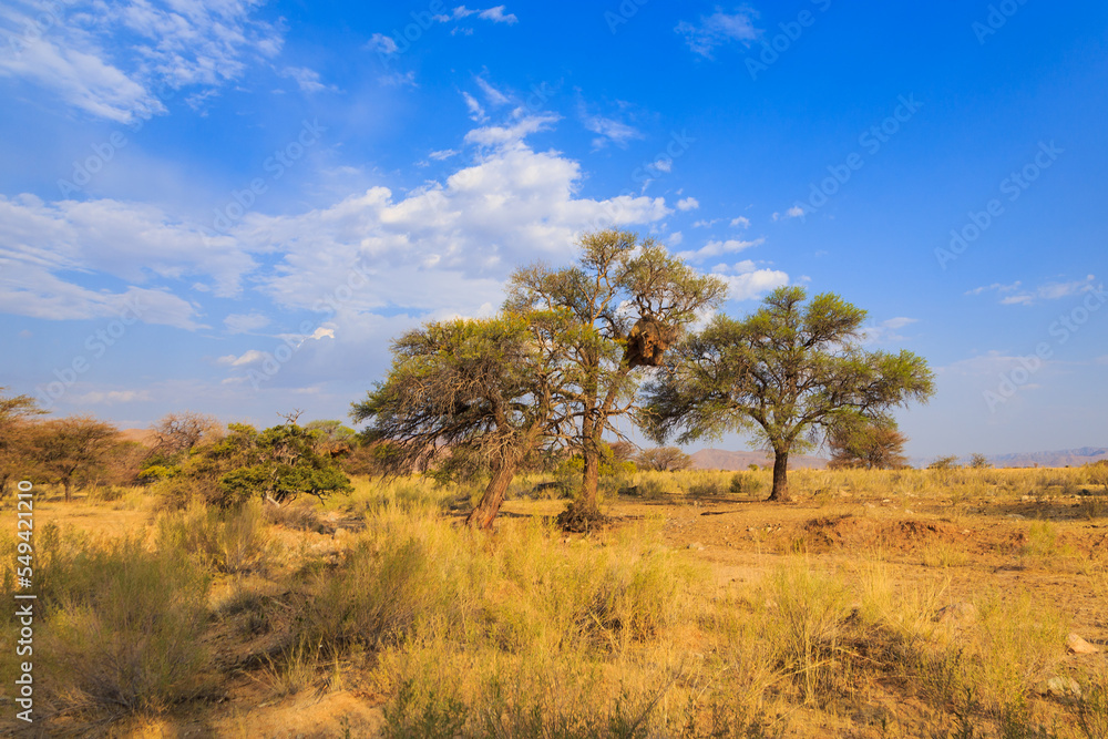 Communal nest of sociable weavers, Solitaire, Namibia. Communal nest of sociable weavers, Solitaire, Namibia.