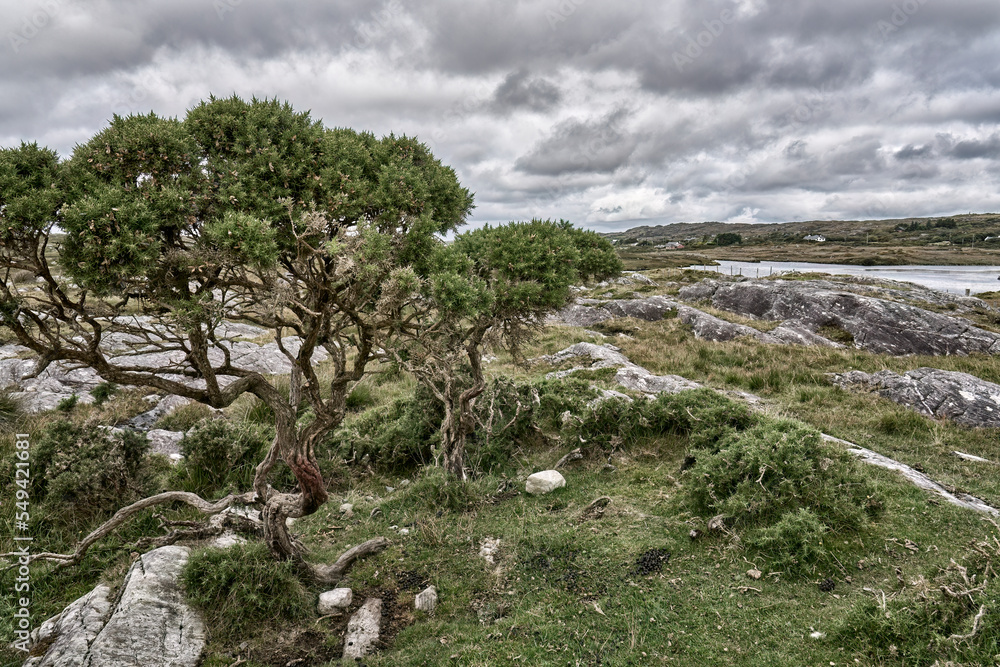 rough and rocky karst landscape of Burren in County Clare in the northwestern part of Republic of Ireland